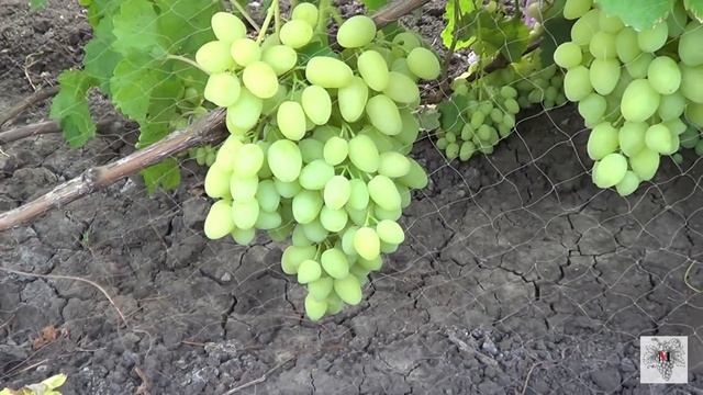 Сорт Винограда Зарница. Виноград 2015. смотреть онлайн