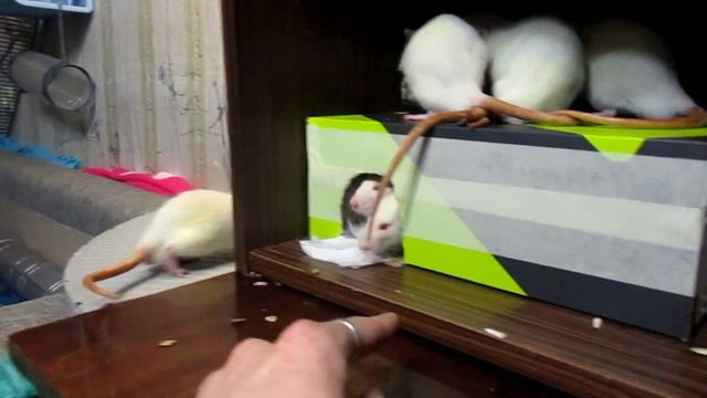 Виварцы | Нытик Росс, и голодные крысята! (Fancy Rats | Декоративные Крысы) смотреть онлайн