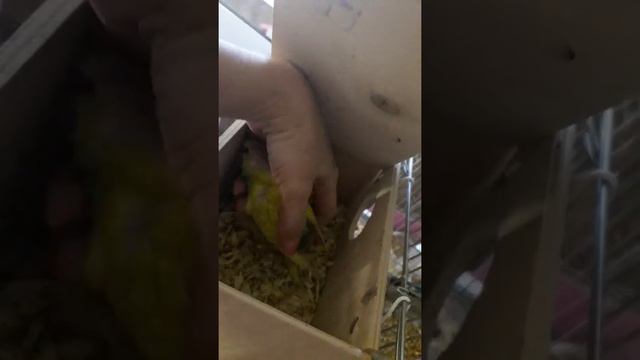 Разведение волнистых попугаев.