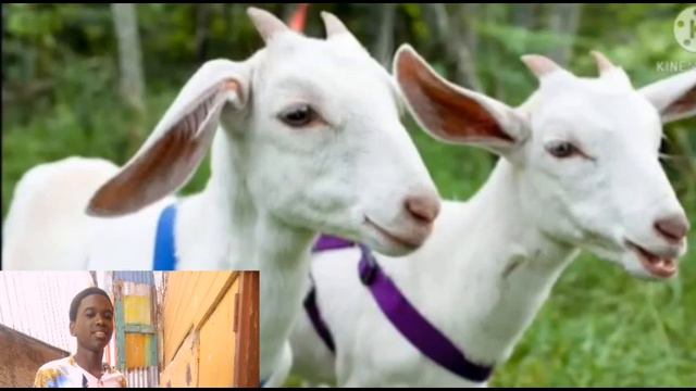 goat water (remix) смотреть онлайн