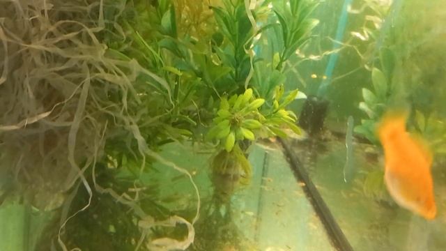 Велифера оранж. Первый малек смотреть онлайн