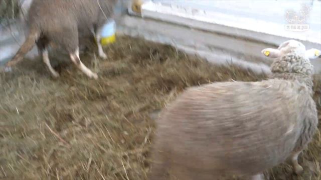 Переезжаем в новую овчарню. Невские весы. Первый окот в новом помещении. К нам приехали Ост-Фризы! смотреть онлайн
