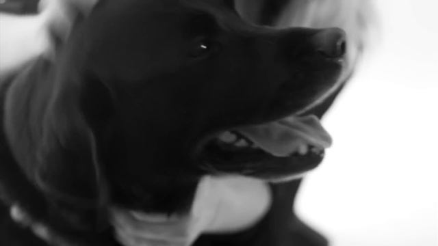 Hallmark Channel's Pet Project - Adopt A Rescue Animal