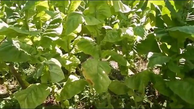Обзор по сортам Часть 2 смотреть онлайн