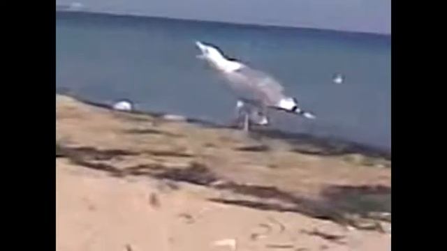 Чайка мартын (хохотун) смотреть онлайн