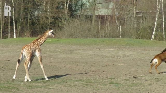SPEKTAKEL IN HET SAFARIPARK! | Ranger Request смотреть онлайн
