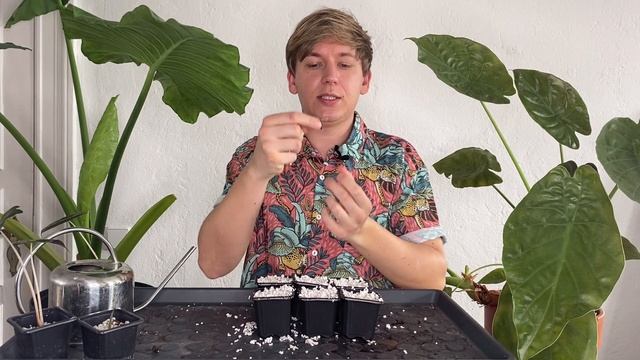 Vermehrung der Alocasia baginda "Pink Dragon": Ganz einfach von der Knolle zur Jungpflanze! смотреть онлайн