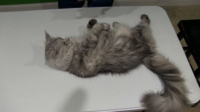 Maine Coon Cat Breed Review смотреть онлайн