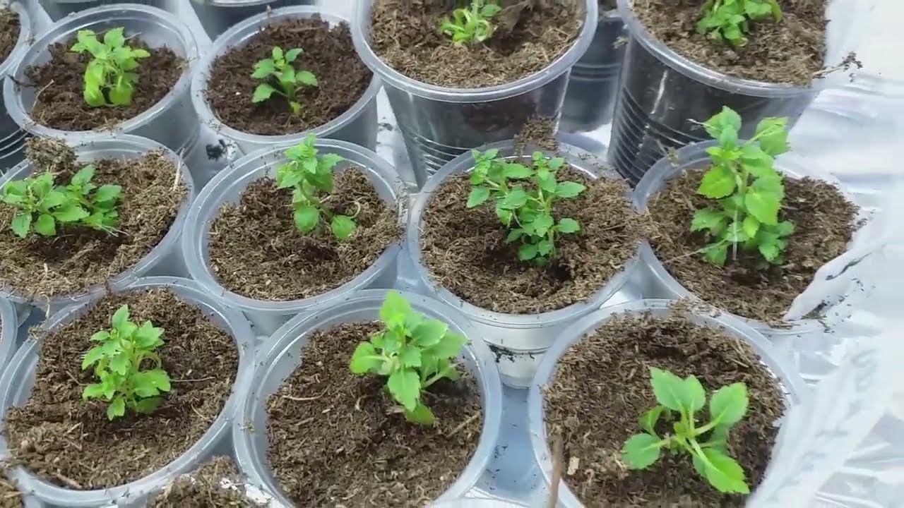 Гортензия МЕТАЛЛИКА in vitro #саженцыгортензий смотреть онлайн