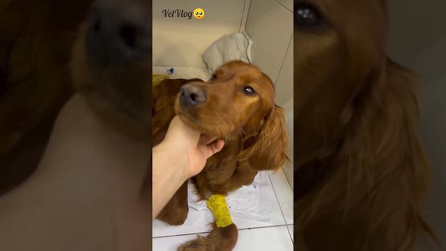 Бросили щенка, на произвол судьбы 😞 #dogs #vet #vetvlog смотреть онлайн