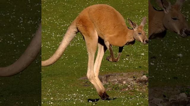 Пингвины,кенгуру и папугаи слайд-шоу смотреть онлайн