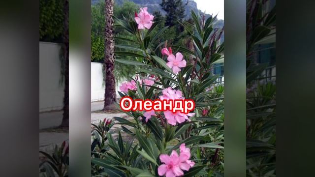 "Осторожно! Ядовитые растения!" смотреть онлайн