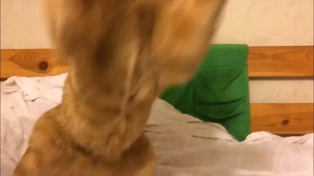 #Рыжие_котики охотятся на муху Fly ? Hunt ? смотреть онлайн