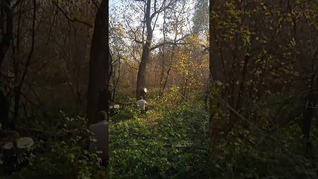 Пилим дерево, клён! смотреть онлайн