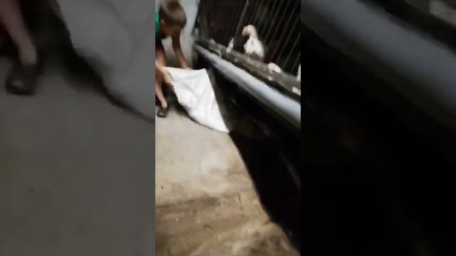 Вечерний уход за домашней птицей . смотреть онлайн