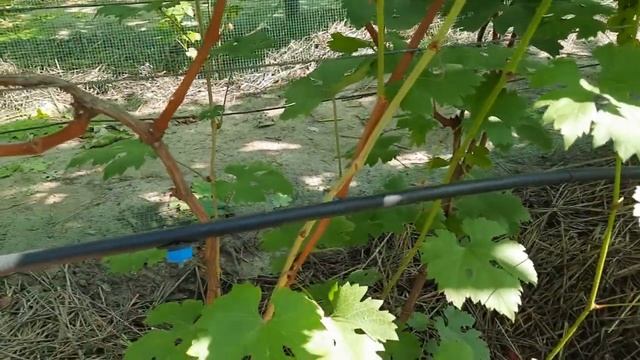 виноград Чорний перцовий смотреть онлайн