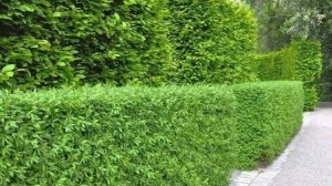 Живая изгородь из бирючины.Бирючина для живой изгороди.