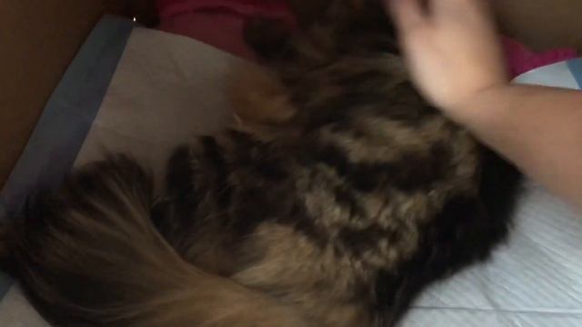 Роды кошки. Помощь при рождении котят. Котёнок идёт хвостиком вперёд. Как понять что кошка рожает?? смотреть онлайн