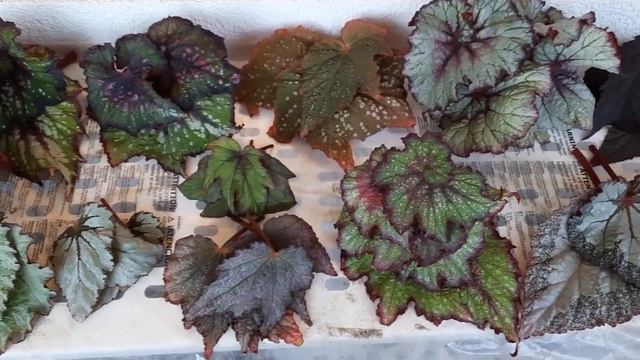 Распродажа бегоний Рекс моей селекции смотреть онлайн