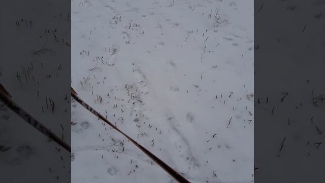 Русский той. Прогулка смотреть онлайн