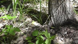 Корневой подземный кап. Заготовка капа на поделки, сушка капокорня. Каповая древесина