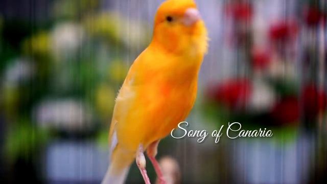 O Canto Canário Mais Espetacular!! OUÇA ISSO E Seu CANÁRIO BELGA VAI CANTAR MUITO! #03