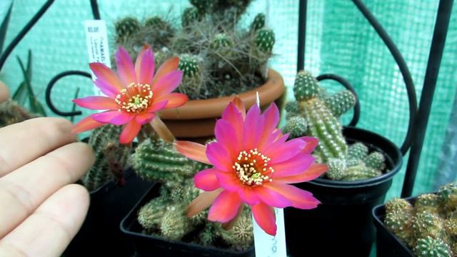 My Chamaelobivia 'Wendy' Cactus Plant in beautiful multicolour twin Bloom смотреть онлайн