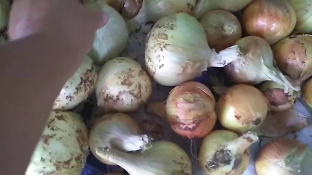 Прогулка по огороду . Сколько килограмм лука вышло? смотреть онлайн