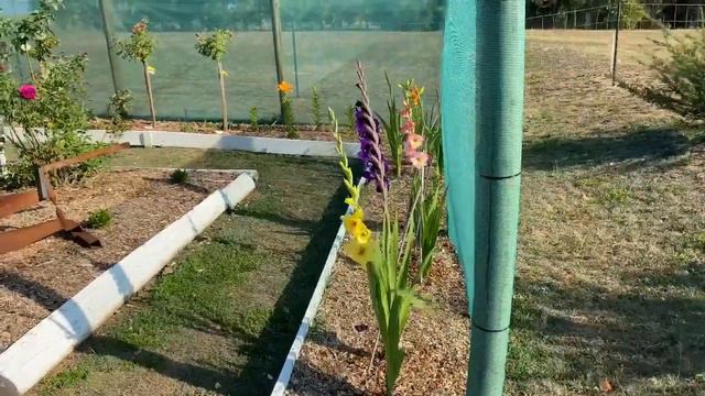 Gladioli giants. Memory to Dad смотреть онлайн
