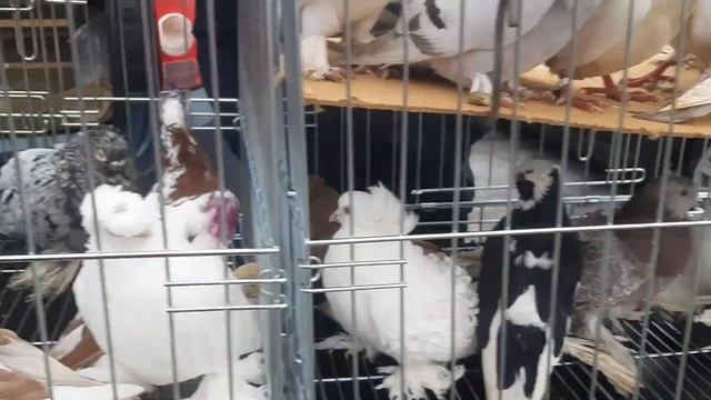 Лучшие в своей породе на ярмарке красные и краснорябые Геннадия из Шахт. Ярмарка голубей в Ростове. смотреть онлайн