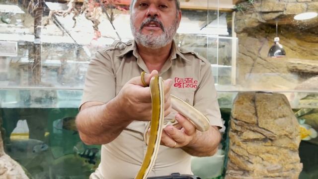 RAREST Reticulated Pythons in the World! смотреть онлайн