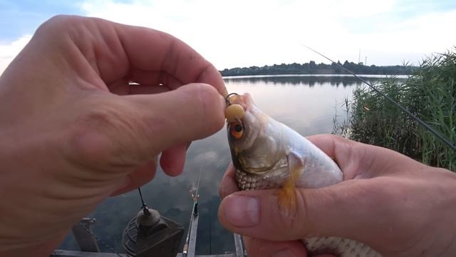 ??Ловля карася на горох на поплавочну вудочку смотреть онлайн