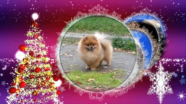 Крошка в поиске новой семьи! Слайд шоу с фотографий смотреть онлайн