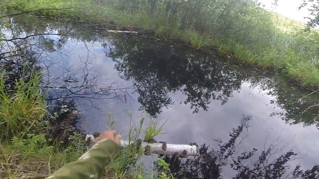 Ловля гольяна на опарыша летом, видео rybachil.ru смотреть онлайн