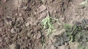 готовим грядки под помидоры и наш огород