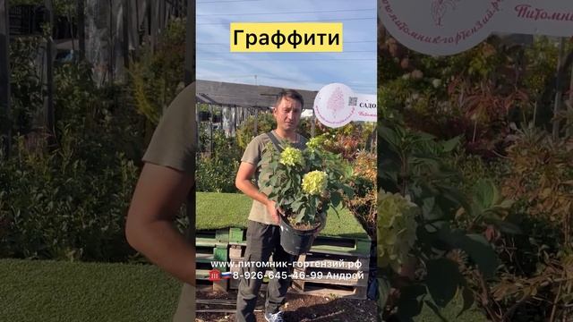 Принимаем заказы на гортензии от Питомник-Гортензий.рф, в коллекции более 150 сортов. смотреть онлайн