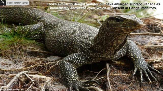 Monitor Lizards of India ?? | Lizards | Indian Reptiles смотреть онлайн