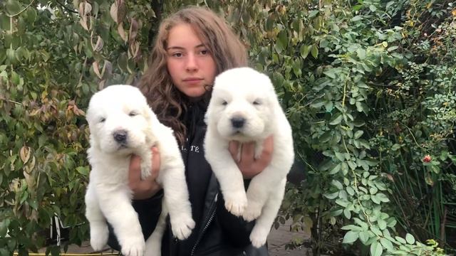 Щенки среднеазиатской овчарки, питомник сао, продажа Щенков Алабая, puppy Alabai, «Олимпик Стар» смотреть онлайн