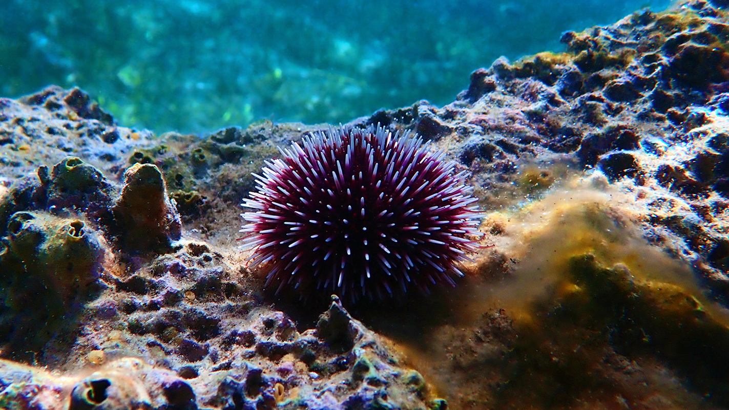 Подводная охота и рыбалка в Северной Норвегии (1 часть). смотреть онлайн