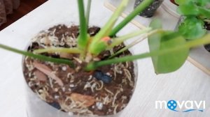 Антуриум Размножение Отростками - Детками. Результат через год!