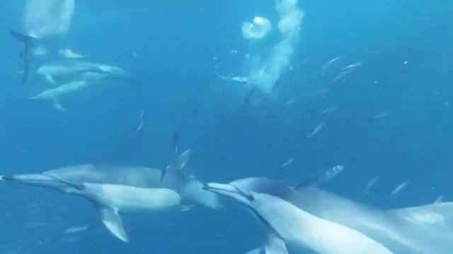 музыка для души звуки дельфинов , music for the soul,soothing musicmusic for sleep смотреть онлайн