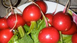 Два сорта редиски, которые выращиваю весь сезон / Сорта редиски от #Сельскиезарисовки