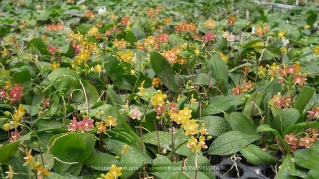 Знаковые орхидеи для основы коллекции. смотреть онлайн