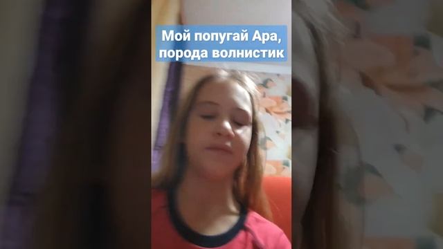 мой попугай имя Ара