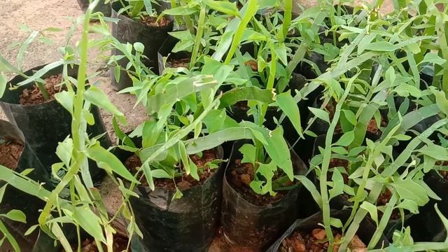 Muehlenbeckia platyclada, Homalocladium platycladum, Centipede plant, Tapeworm plant or Ribbonbush смотреть онлайн