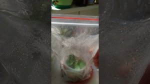 Невеста кампанула простой способ укоренения черенков