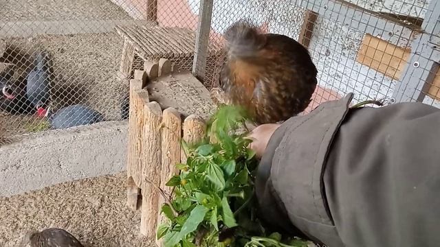 Трагопан Теммінка ручний фазан. Tame tragopan. ترويض tragopan. смотреть онлайн