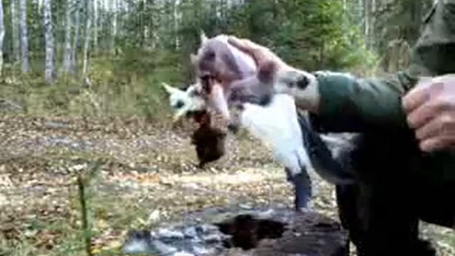 Первичная разделка боровой дичи