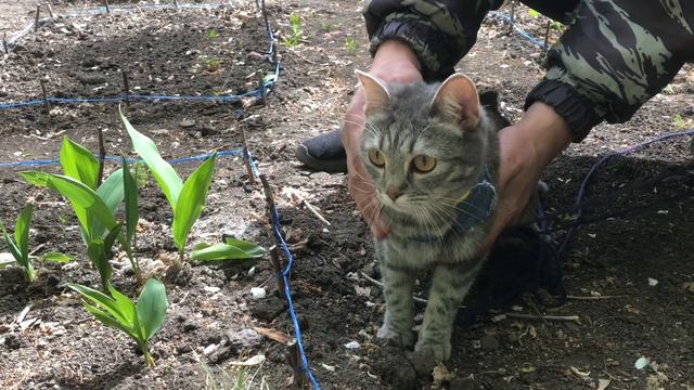 Взяли из приюта милую кошку а вырос грозный зверь смотреть онлайн