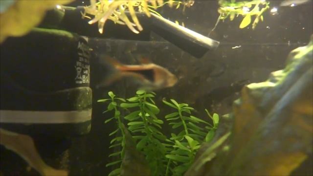 Разведение инфузории на банановой кожуре с нуля смотреть онлайн